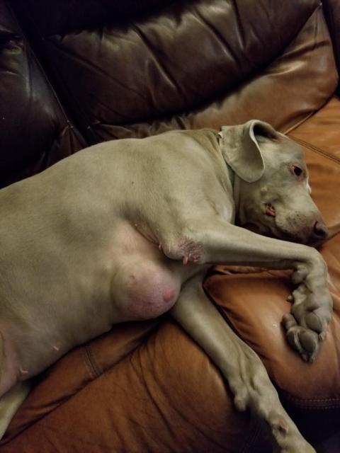 Sky tumor Feb 2018